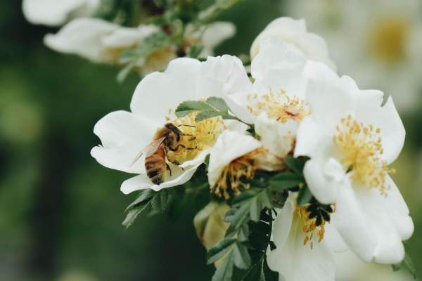 Czy fotowoltaika może uratować pszczoły?